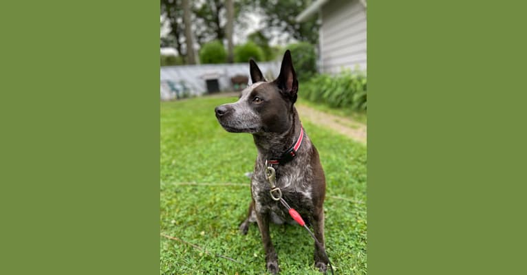 Pixel, an American Pit Bull Terrier and Australian Cattle Dog mix tested with EmbarkVet.com