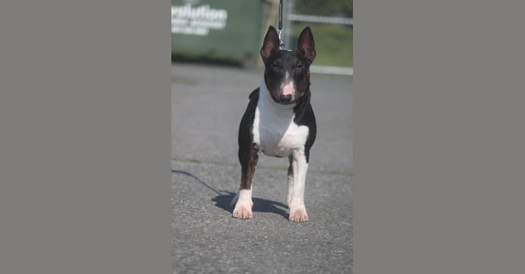Photo of Bacon, a Miniature Bull Terrier  in Hungary