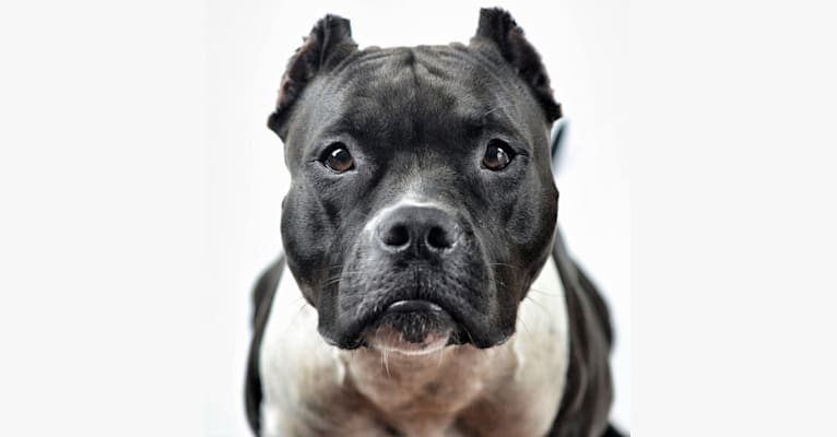 Mila of Troy, a Staffordshire Terrier and Bulldog mix tested with EmbarkVet.com
