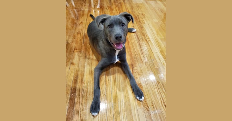 Photo of Jaxon, an American Pit Bull Terrier, Chow Chow, Siberian Husky, Labrador Retriever, Australian Cattle Dog, and Mixed mix in Mississippi, USA