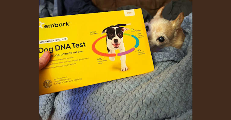 Honii Barron, a Yorkshire Terrier and Chihuahua mix tested with EmbarkVet.com