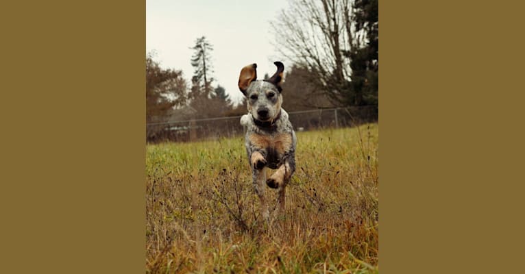 Monroe Grace, an Australian Cattle Dog and Labrador Retriever mix tested with EmbarkVet.com