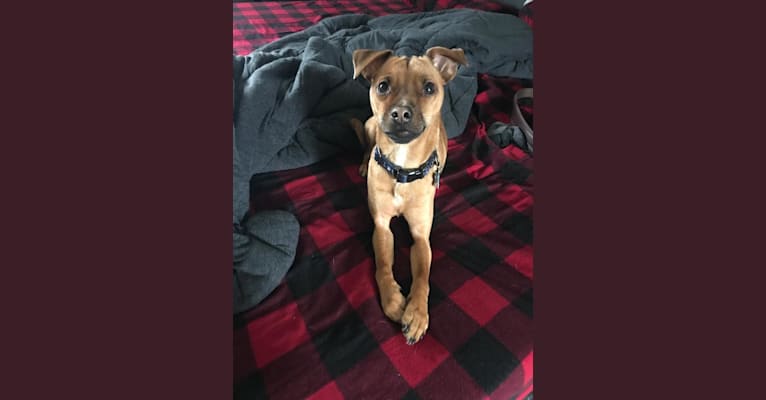 Jacob, a Russell-type Terrier and Pug mix tested with EmbarkVet.com