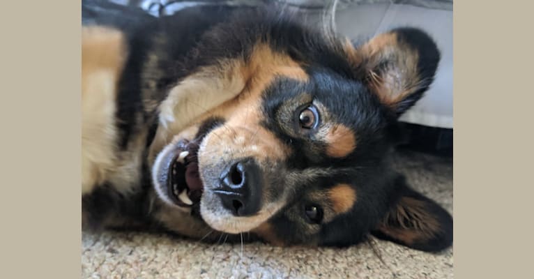 Felicia, a Chow Chow and Doberman Pinscher mix tested with EmbarkVet.com