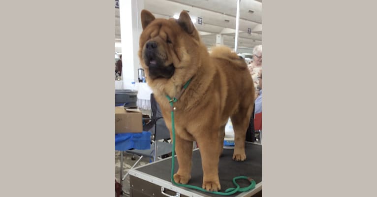 Domino store chow chows