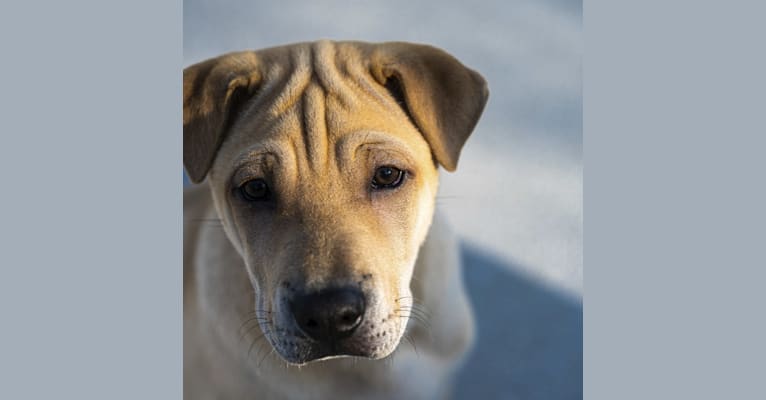 Delilah Pei, a Hong Kong Village Dog tested with EmbarkVet.com