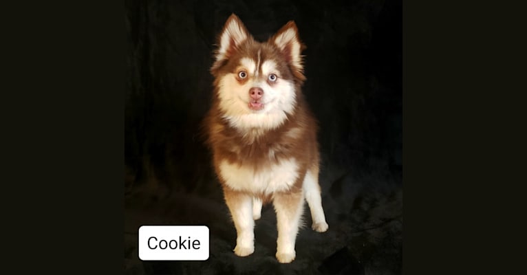 Cookie, a Pomsky tested with EmbarkVet.com