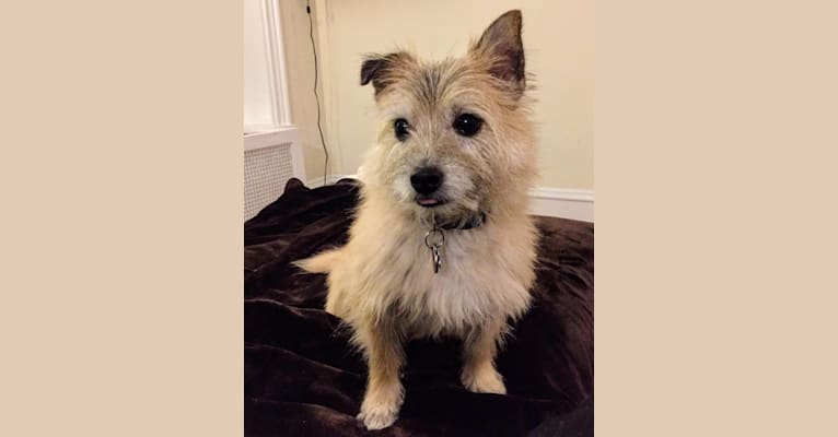 Pippin, a Cairn Terrier and Russell-type Terrier mix tested with EmbarkVet.com