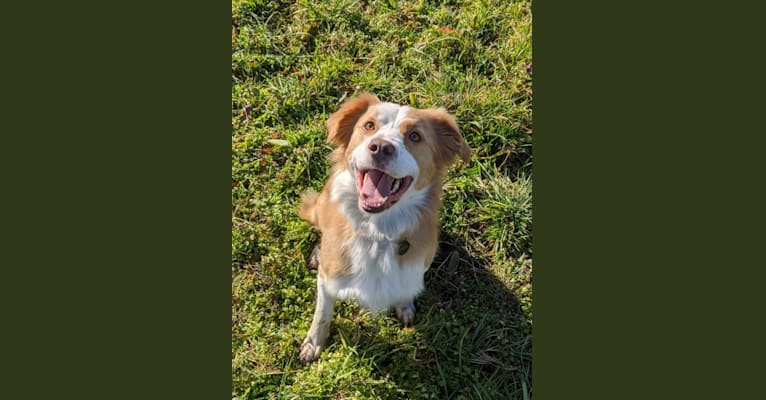 Graal, a Border Collie and Brittany mix tested with EmbarkVet.com