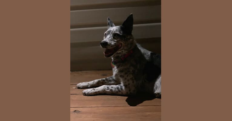 Pepper, an Australian Cattle Dog and Border Collie mix tested with EmbarkVet.com