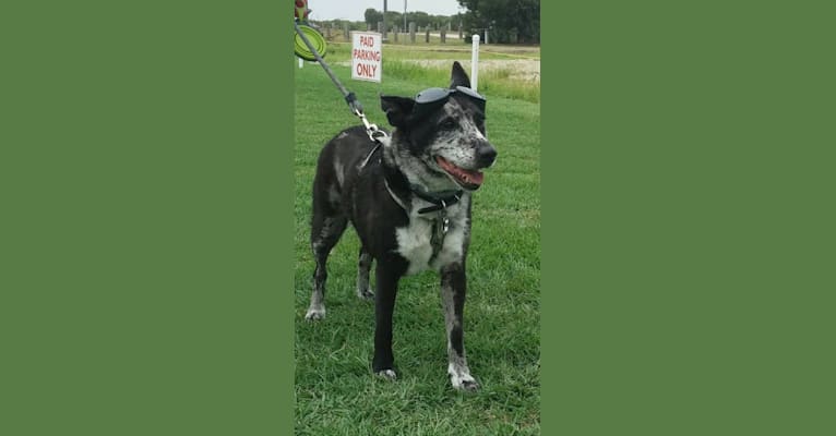 Motlee, a Labrador Retriever and Staffordshire Terrier mix tested with EmbarkVet.com
