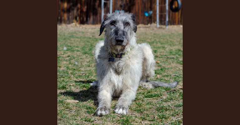 Shadow, an Irish Wolfhound tested with EmbarkVet.com