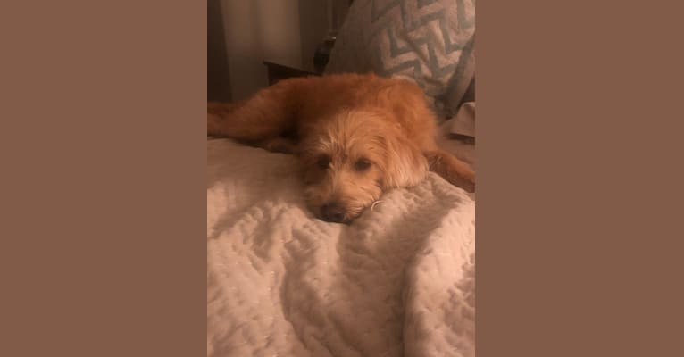 Luna, a Labradoodle tested with EmbarkVet.com