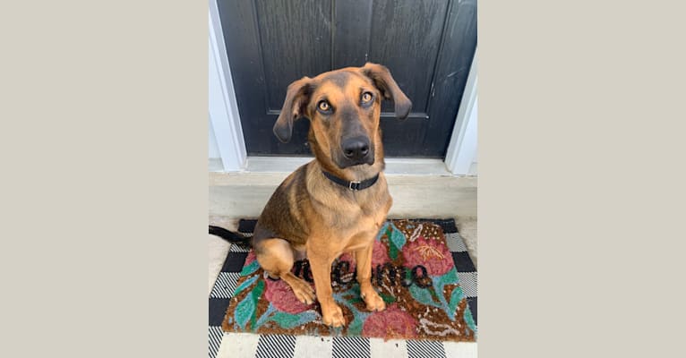 Moose, a Black and Tan Coonhound and Australian Cattle Dog mix tested with EmbarkVet.com
