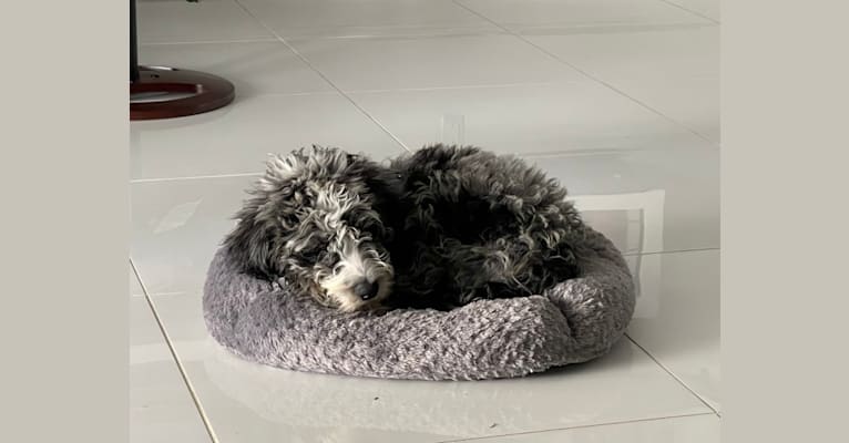 Obi1, an Aussiedoodle (6.3% unresolved) tested with EmbarkVet.com