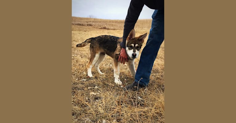 Photo of Mattis, a German Shepherd Dog and Alaskan Malamute mix in Boulder, CO, USA