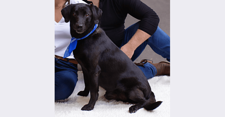 Ziggi, a Labrador Retriever tested with EmbarkVet.com