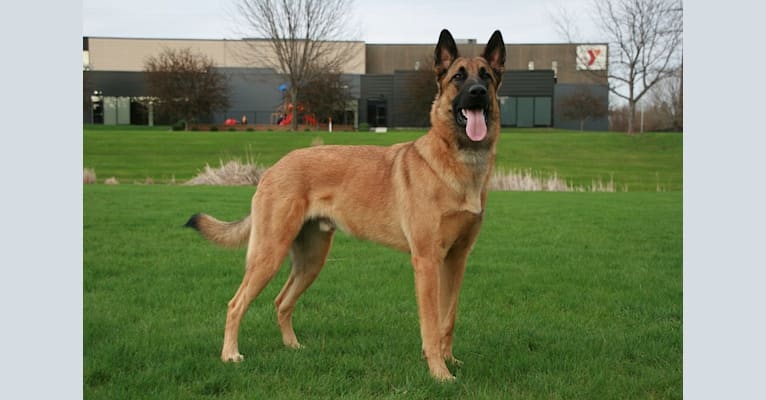 Chevaus, a Belgian Malinois and German Shepherd Dog mix tested with EmbarkVet.com