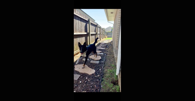 Archie, an Australian Cattle Dog and Australian Shepherd mix tested with EmbarkVet.com