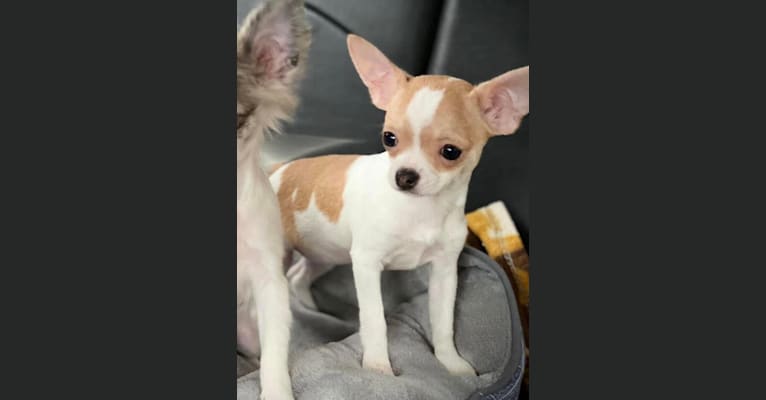 Photo of Jayne, a Chihuahua  in Vandalia, MI, USA