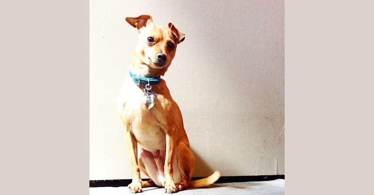 Photo of Pablo, a Miniature Pinscher, Rat Terrier, and Chihuahua mix in North Carolina, USA