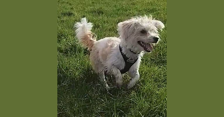 Photo of Scruffy Murphy, a Russell-type Terrier, Bichon Frise, and Mixed mix in Ballygill, County Roscommon, Ireland
