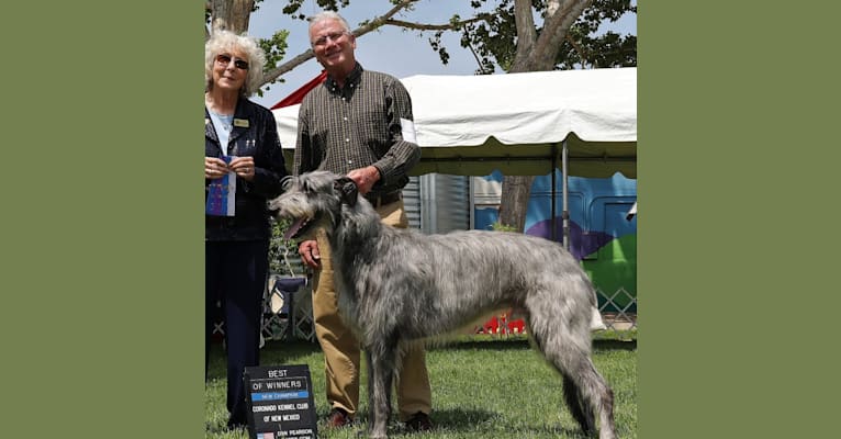 Caerwicce World According To Bertie OR Bertie, a Scottish Deerhound tested with EmbarkVet.com