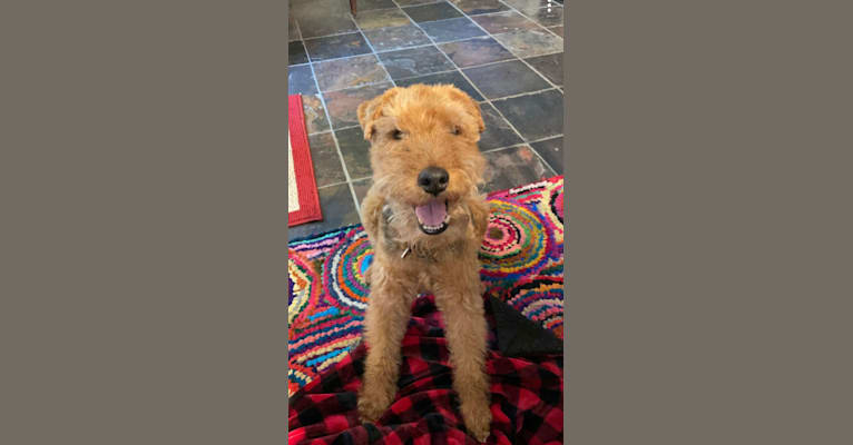 Harrison, a Welsh Terrier tested with EmbarkVet.com