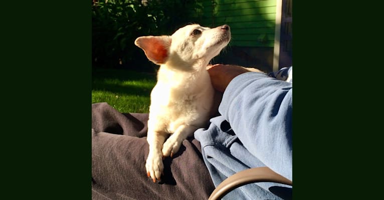 Photo of Little, a Chihuahua, Dachshund, Pekingese, and Mixed mix in Portland, Oregon, USA