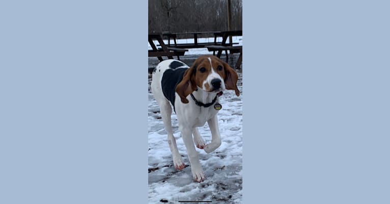 Luna, a Treeing Walker Coonhound tested with EmbarkVet.com