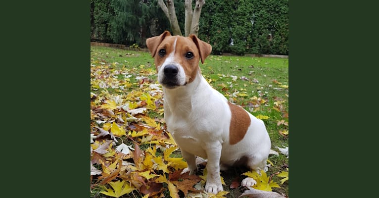 Skippy, a Russell-type Terrier and Smooth Fox Terrier mix tested with EmbarkVet.com