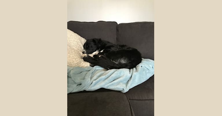 Luna, an Australian Cattle Dog and Saint Bernard mix tested with EmbarkVet.com