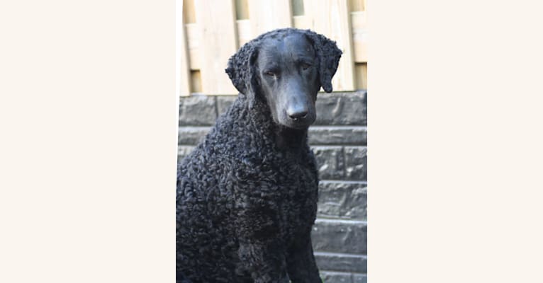 MAAN, a Curly-Coated Retriever tested with EmbarkVet.com