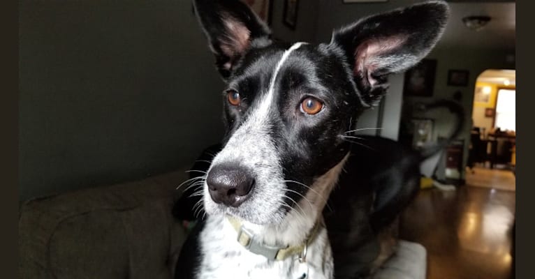 Opal, a Russell-type Terrier and Border Collie mix tested with EmbarkVet.com