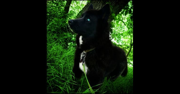 Photo of Shyla, a Siberian Husky 