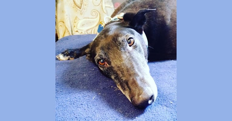 Drake, a Greyhound tested with EmbarkVet.com