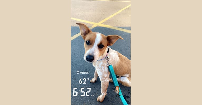 Photo of Gabby, an Australian Cattle Dog, American Pit Bull Terrier, English Springer Spaniel, and Mixed mix in Bismarck, North Dakota, USA