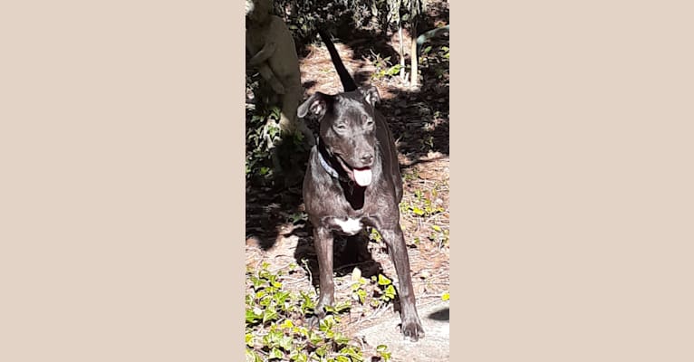 Photo of Kino, an American Pit Bull Terrier, Labrador Retriever, Australian Cattle Dog, and Mixed mix in Lucedale, Mississippi, USA