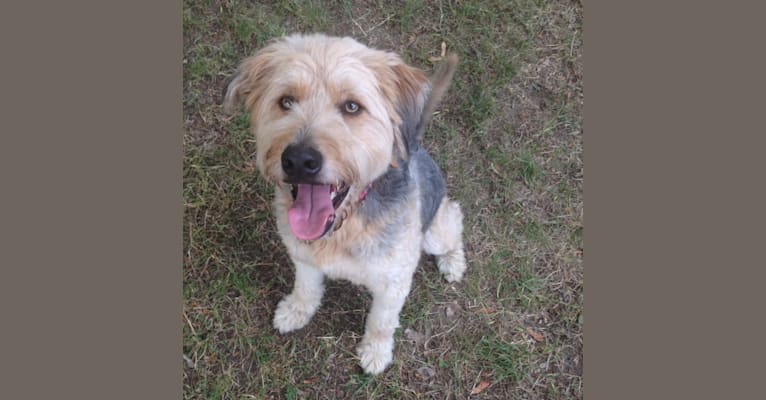 Photo of Pufi, a German Shepherd Dog, Puli, Russell-type Terrier, Dachshund, and Mixed mix