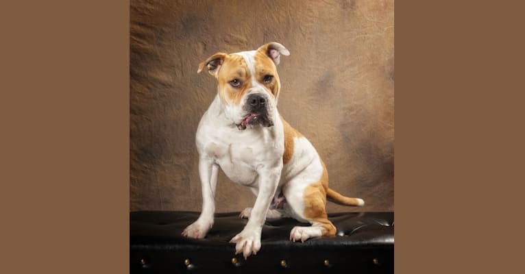 Biscuit, a Bulldog and Staffordshire Terrier mix tested with EmbarkVet.com