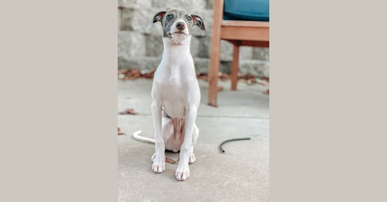 Pebble, an Italian Greyhound tested with EmbarkVet.com