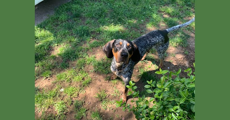 Photo of Archie, a Bluetick Coonhound  in Clinton, Tennessee, USA