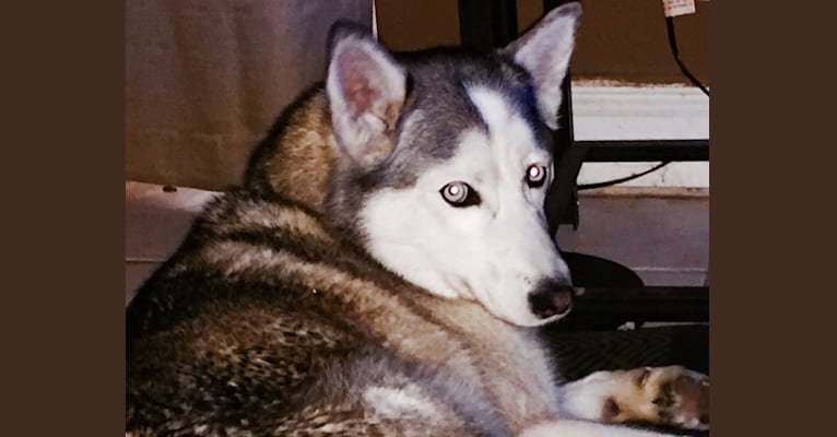 Basha, a Siberian Husky and Alaskan Malamute mix tested with EmbarkVet.com