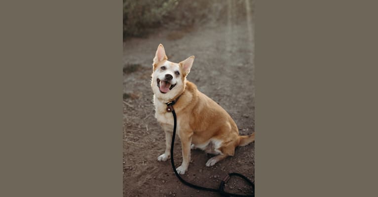 Bella, an Australian Cattle Dog and American Eskimo Dog mix tested with EmbarkVet.com