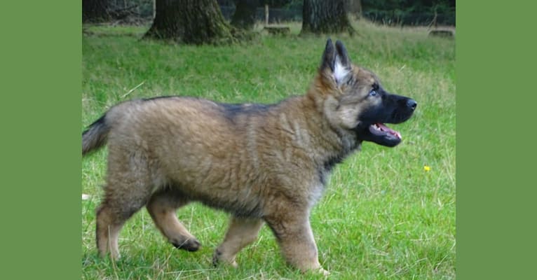 NOVA, a German Shepherd Dog tested with EmbarkVet.com