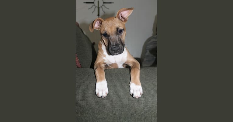Benito, an American Pit Bull Terrier and Boxer mix tested with EmbarkVet.com