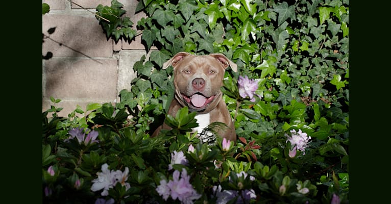 Dara, an American Pit Bull Terrier and American Staffordshire Terrier mix tested with EmbarkVet.com