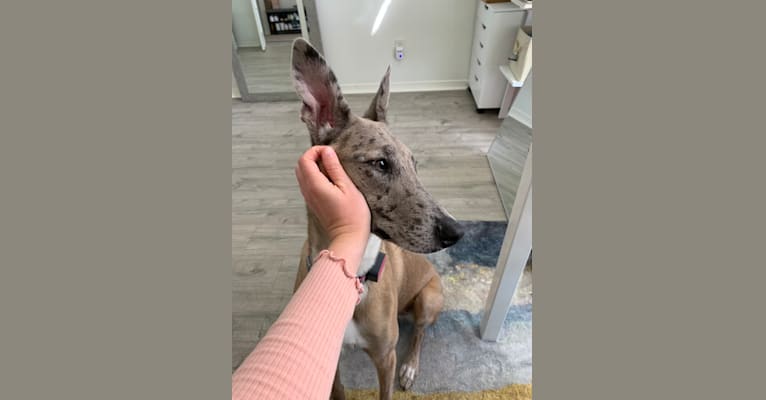 Great dane cheap malinois mix