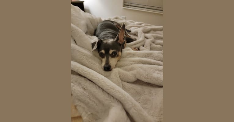 Olive, a Chihuahua and Miniature Pinscher mix tested with EmbarkVet.com