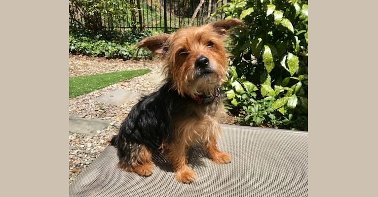 Rudy, a Yorkshire Terrier and Shih Tzu mix tested with EmbarkVet.com